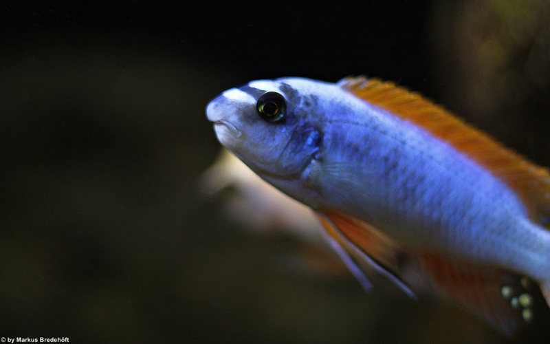 Labeotropheus trewavasae 'Thumbi West Island'